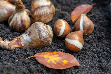 Autumn garden works, shovel and spring flowers bulbs ready for planting
