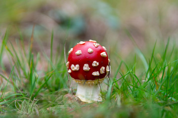 Red amanita unedible toxic forest mushroom