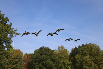 Low flying wild geese in formation above an autumnal city park, copy space