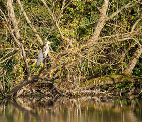 grey heron in swamp