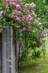 Blooming roses on the fence, close-up