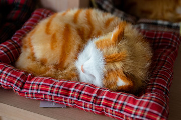 Sleeping toy cat with red hair. Souvenir