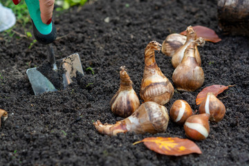 Autumn garden works, shovel and spring flowers bulbs ready for planting