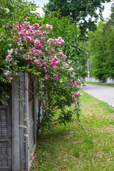 Blooming roses on the fence, close-up