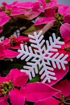 Christmas decoration, poinsettia plant pink Christmas star and white slowflake