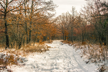 Snowy winter forest in Hungary
