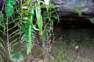 Fern