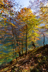 Königssee Nationalpark Berchtesgaden Salet Alm St. Bartholomä Obersee Herbstlaub Färbung Blätter Gelb Orange Baum Alpen Deutschland Wasseroberfläche Natur Jahreszeit golden Pracht Wanderweg Watzmann