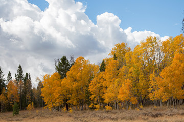 Autumn aspen trees along Battle Pass Scenic Byway in Wyoming