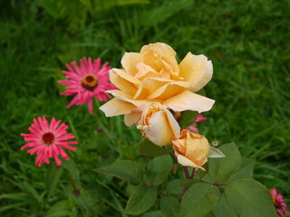 Цветок роза персиковая чайная и циннии 