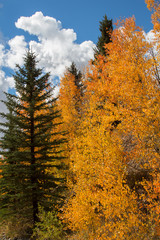 Fototapeta premium Autumn aspen trees along Battle Pass Scenic Byway in Wyoming