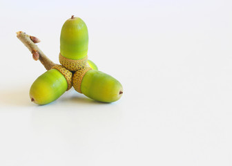 Acorns on white wooden background. Nature concept.