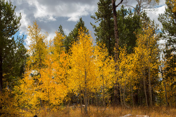 Fototapeta premium Autumn aspen trees along Battle Pass Scenic Byway in Wyoming