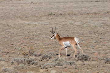 Pronghorn antelope in the Red Desert of Wyoming