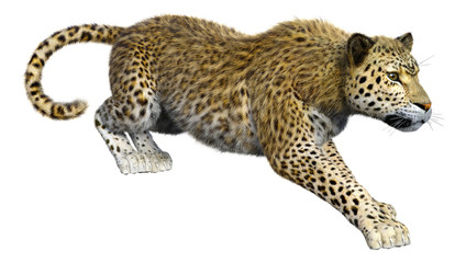 Fototapeta premium 3D Rendering Big Cat Leopard on White