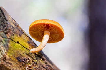Close-up Common Rustgill Mushrooms in a Pine Forest Plantation in Tokai Forest Cape Town