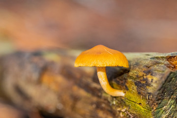 Close-up Common Rustgill Mushrooms in a Pine Forest Plantation in Tokai Forest Cape Town