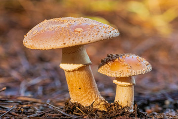Close-up Blusher Mushrooms in a Pine Forest Plantation in Tokai Forest Cape Town