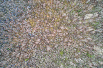 Aerial view with a drone. Autumn forest top view