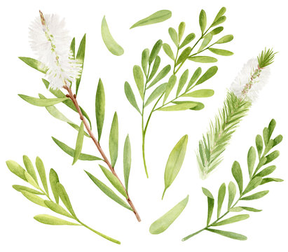 Watercolor Tea Tree Leaves, Flower Set. Hand Drawn Botanical Illustration Of Melaleuca Alternifolia. Green Medicinal Plant Isolated On White Background. Herbs For Cosmetics, Package, Essential Oil