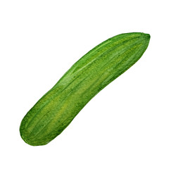 watercolor hand drawn ripe cucumber