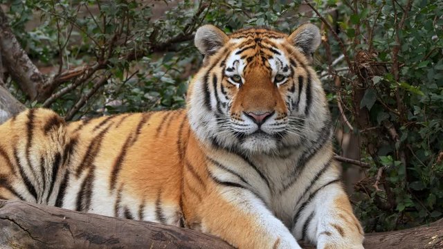 Siberian tiger (Panthera tigris altaica) lying in wait
