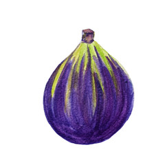 Watercolor hand drawn exotic fig fruit.