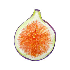 Watercolor hand drawn exotic fig incision fruit.