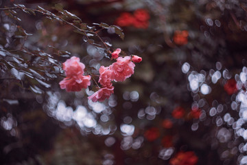 Róże © Aleksandra Madejska