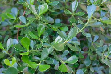 background of green leaves