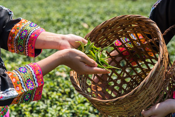 Farmer picking tea leave in the terraced tea fields. two woman collecting some green tea leaf.Tea is traditional drink in some country at asia as japan, Thailand, vietnam, china, korea.