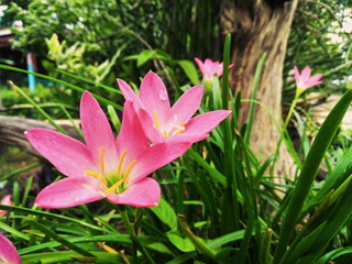 Fototapeta premium Flower background