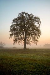 Fototapeta na wymiar single tree in the field at foggy sunrise