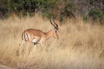 Impala in Afrika