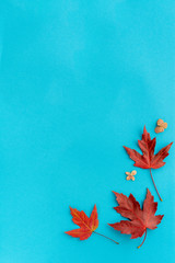 Autumn leaves flat lay composition. Frame from red maple foliage on blue paper background. Autumn concept. Fall leaves design. Top view, copy space.