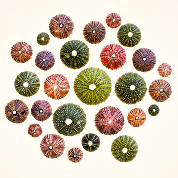 collection of colorful sea urchins on back lighted white background