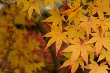 maple leaves in autumn