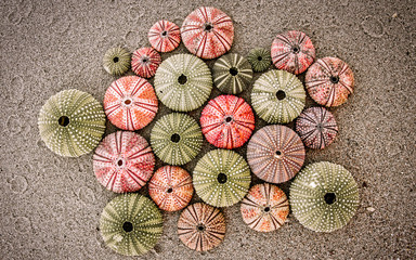 various sea urchin shells on wet sand, black, white and red filtered image