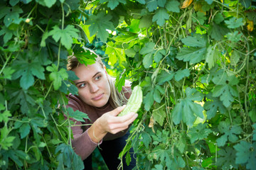Farmer supervising growth of bitter cucumber