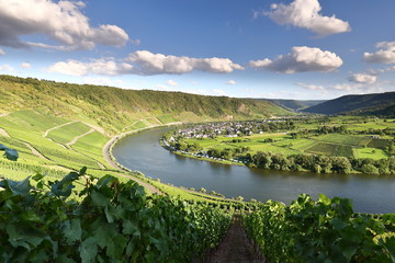 Obraz premium Moselschleife im Sommer