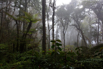 Cloud forest in Kinabalu National Park, Borneo, Malaysia