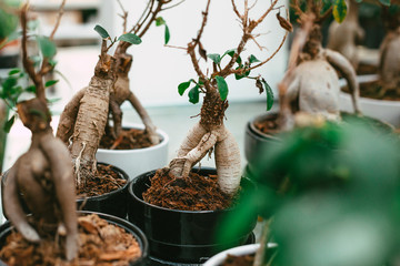Microcarpa ficus ginseng in bonsai tree style. A lot of little house plant in flowerpot. Concept of natural house decor.