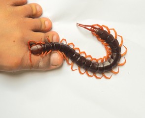 caterpillar on white background