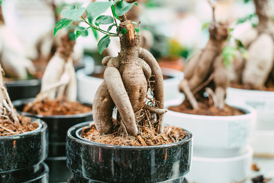 Microcarpa ficus ginseng in bonsai tree style. A lot of little house plant in flowerpot. Concept of natural house decor.