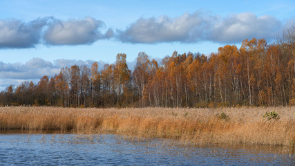 The reeds on the lake in the national park in autumn