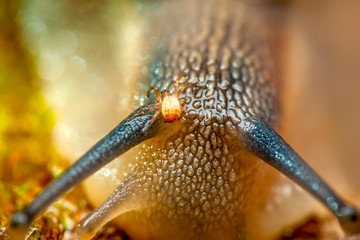Close up  beautiful Snail in the garden