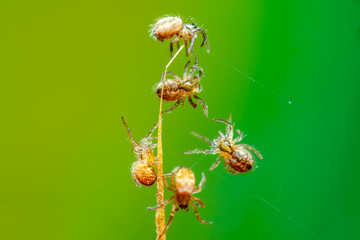 Beautiful spiders  on a spider web- Stock Image  