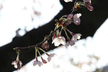 空と満開の桜の花