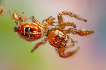 Close up  beautiful jumping spider  - Stock Image 