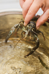 fresh crawfish in a pan with bowling water and spices